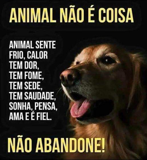 Não abandone, adote